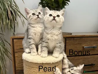 British Shorthair cats Pedigree BSH Silver Spotted Tabby Kittens – TICA - Advert 14