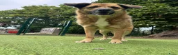 Mixed Breed dogs for adoption: Aladdin needs a loving home - Advert 13