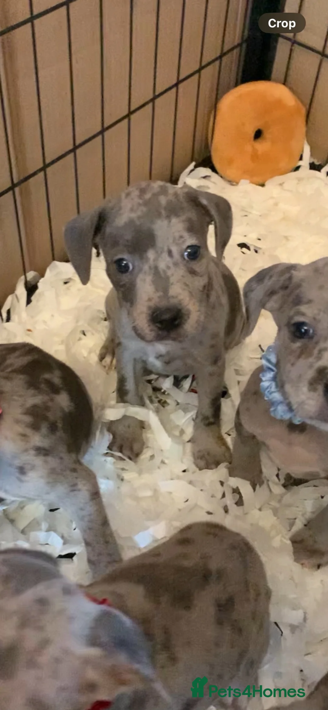 Staffordshire Bull Terrier dogs for sale: Rare Blue Merle Staffordshire Bull Terrier Staff in Launceston - Advert 2