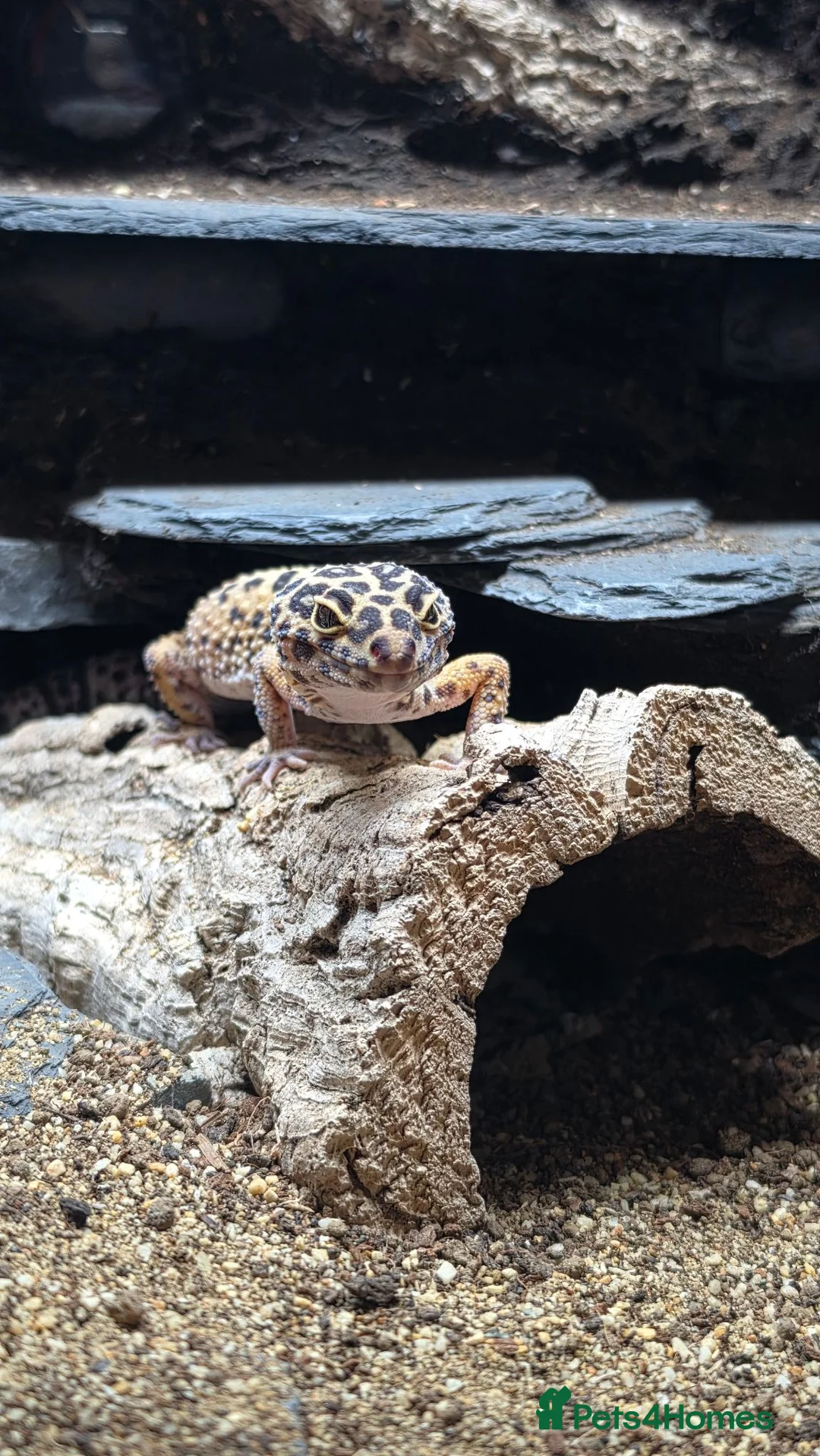 Leopard Gecko reptiles for sale: Adult Female Leopard Gecko with entire 3ft Setup in Bristol - Advert 2