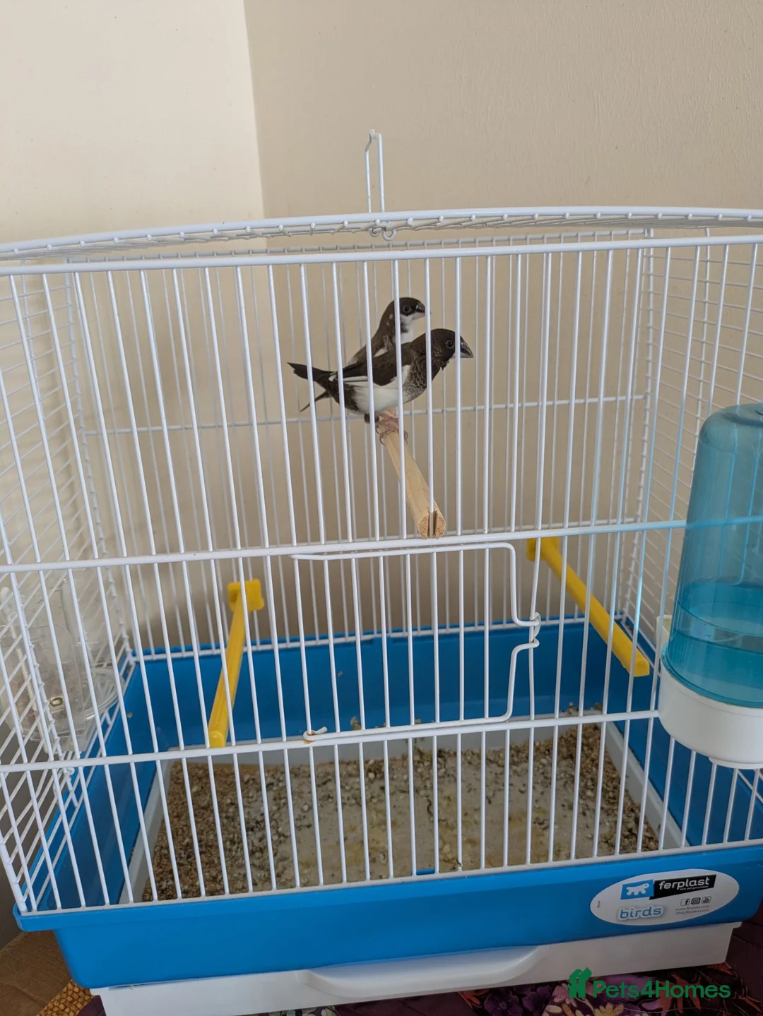 Finches birds for sale: Pair of bengalese finches - Advert 1