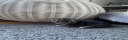 Mixed Breed cats for sale: Kittens for sale £100  in Sowerby Bridge - Advert 26