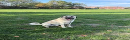 Turkish Kangal dogs for sale: Loving home needed for our Kangal boy in Fareham - Advert 3