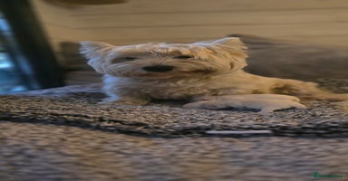 West Highland Terrier dogs - Advert 3