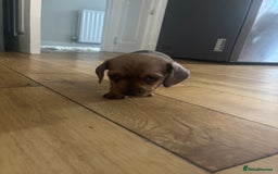Miniature Dachshund dogs for sale: Miniature smoothed haired dachshund  - Image 10