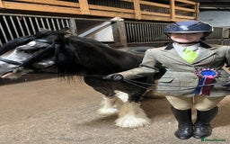 Irish Cob horses for sale: 12:3 traditional gypsy cob  - Image 6