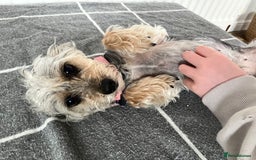 Mixed Breed dogs for sale: Poodle-Puff - Image 2
