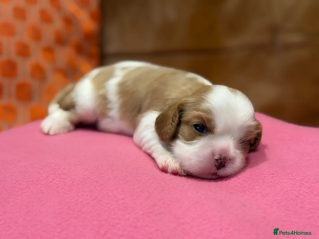 Cavalier King Charles Spaniel dogs for sale: KC reg 2 boys 2 girls - Advert 13
