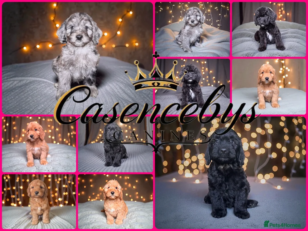 Cockapoo dogs for sale: 🐶THE MOST PERFECT DNA CLEAR MINI F1 COCKAPOOS🐶 - Advert 6