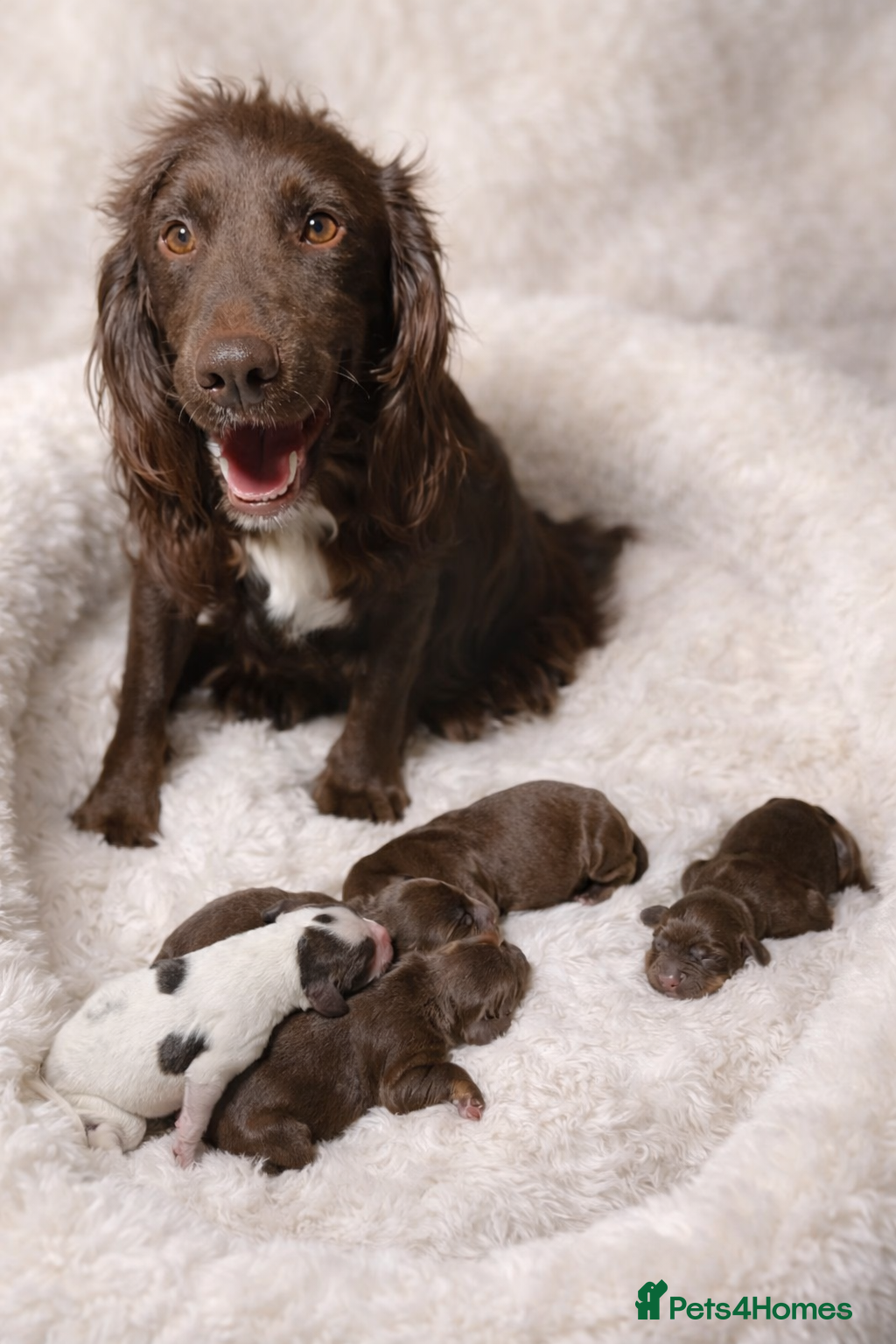 Cocker Spaniel dogs 7 beautiful cocker spaniel puppies for sale - Advert 2