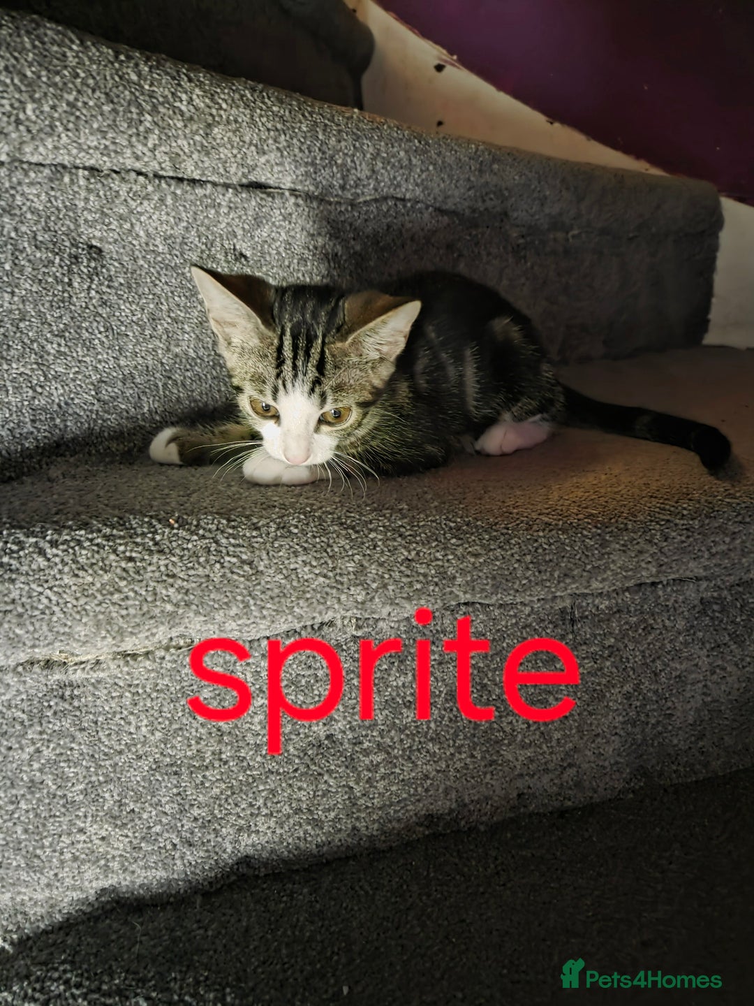 Mixed Breed cats for sale: 1 female , 2 male almost 14wks old  - Image 3