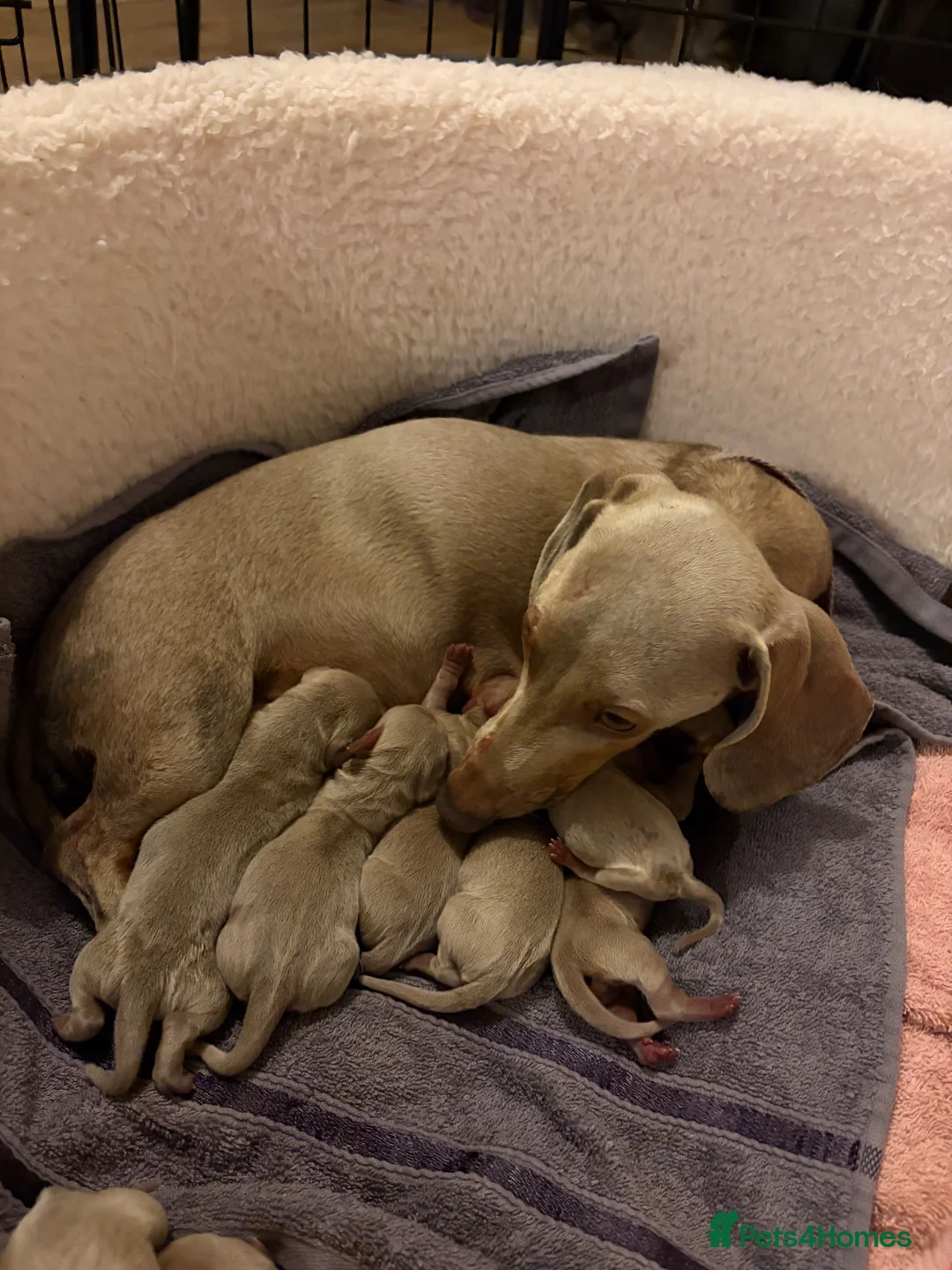 Dachshund dogs for sale: Mini Isabella Dachshund Puppies  in Banbury - Advert 4