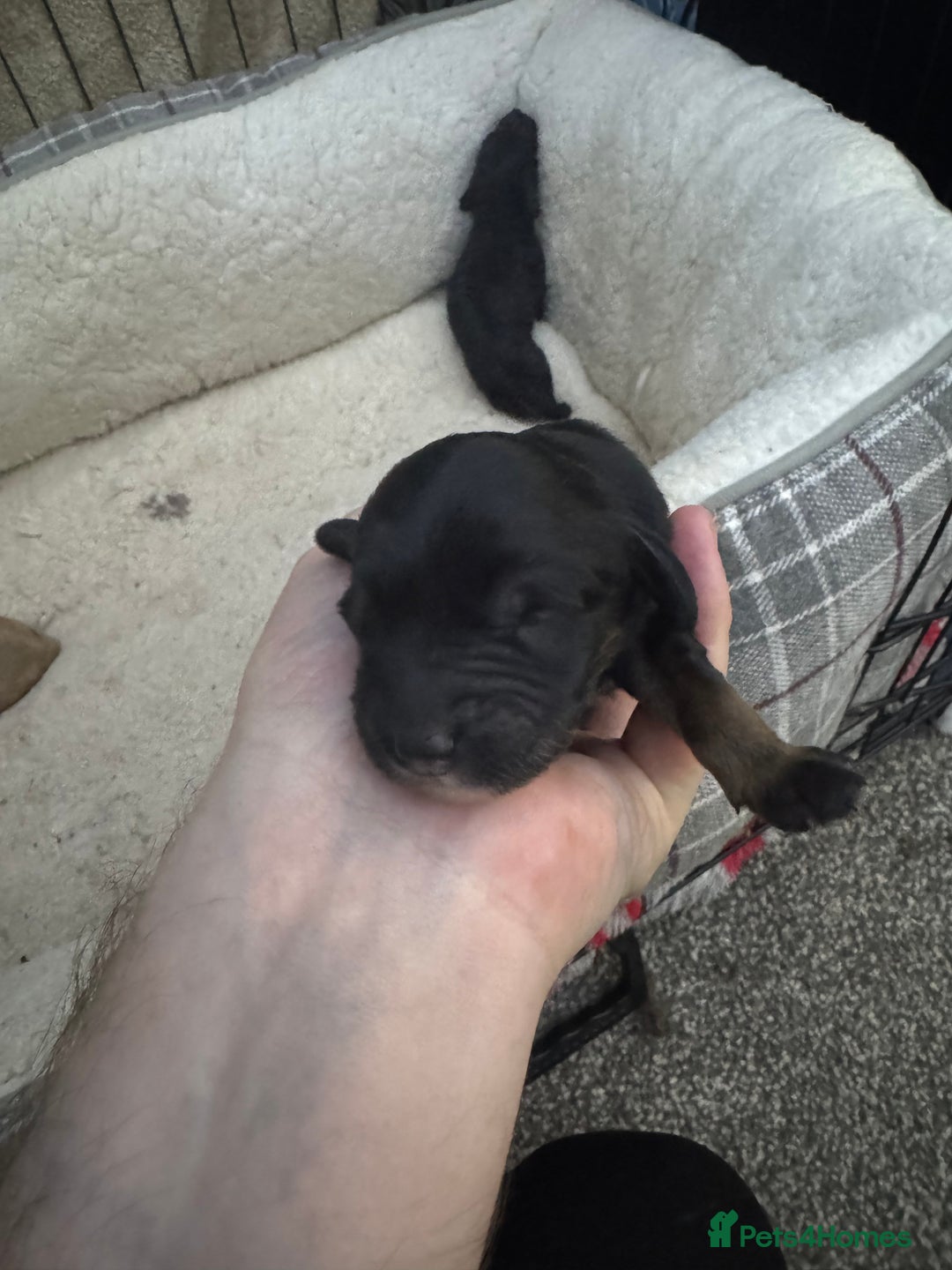 Cockapoo dogs for sale: Cockerpoo pups - Image 7