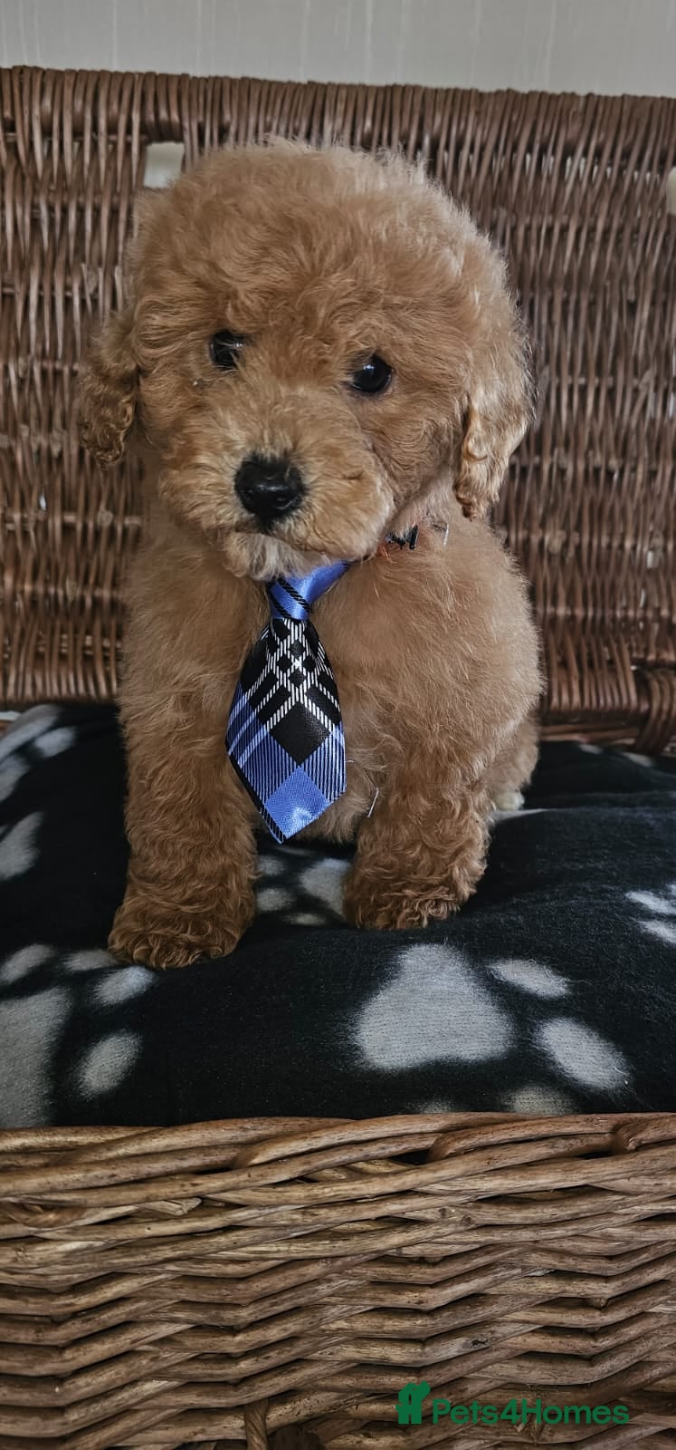 Cavapoo dogs Only 1 little boy available now  - Advert 5