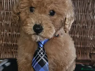 Cavapoo dogs Only 1 little boy available now - Advert 5