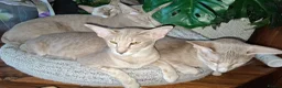 Oriental cats for sale: Stunning bicolour oriental kittens - Advert 4