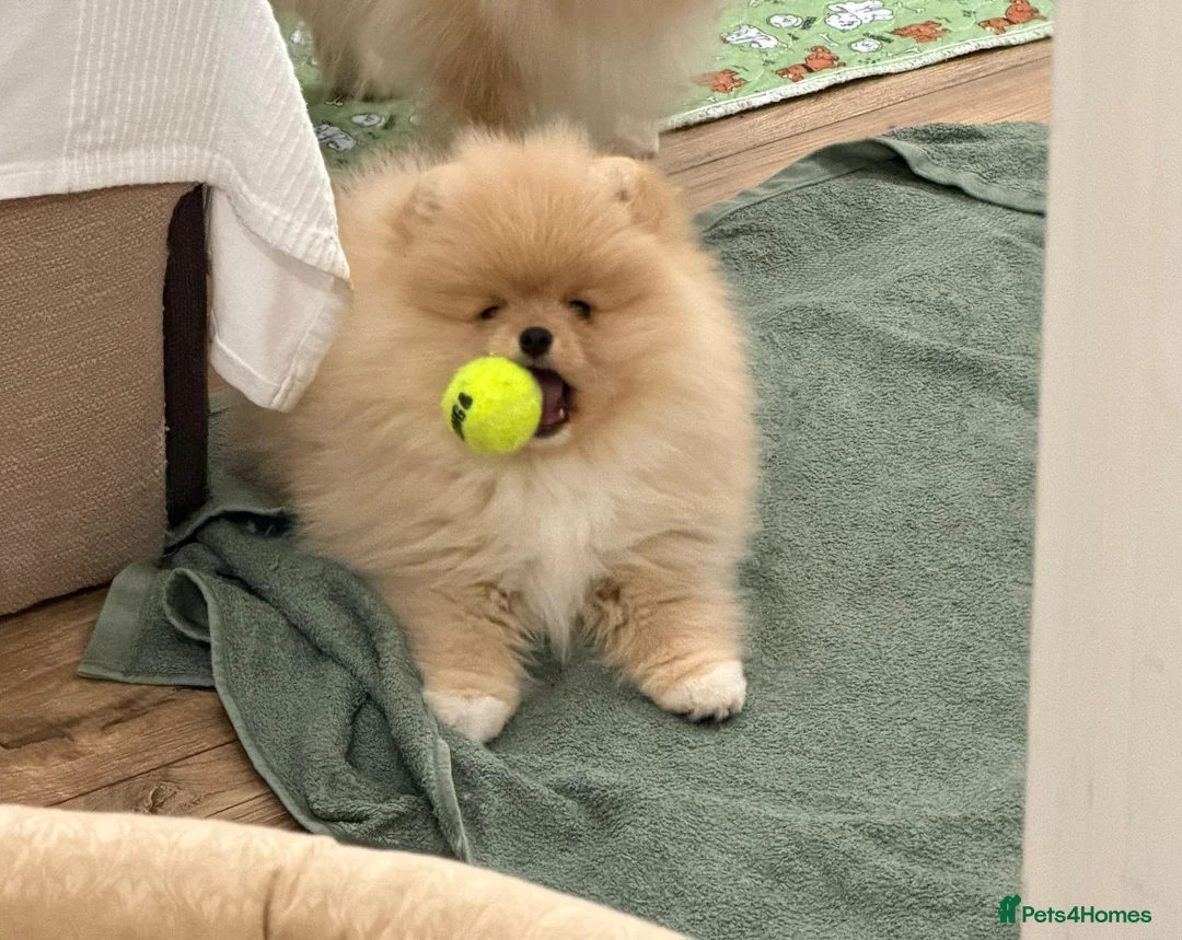Pomeranian dogs for sale: 🌟 Your new best friend is waiting for you! 🌟 - Advert 2