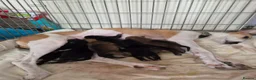 Mixed Breed dogs for sale: Rottweiler x lurcher  - Advert 3