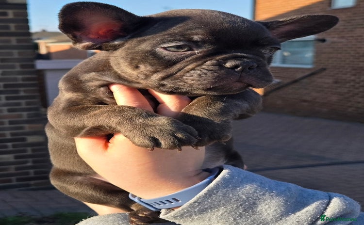 French Bulldog dogs - Advert 5