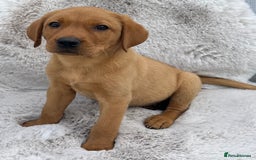 Labrador Retriever dogs for sale: 5* Licensed Stunning KC Labrador Retriever Pups  in Ibstock - Image 5