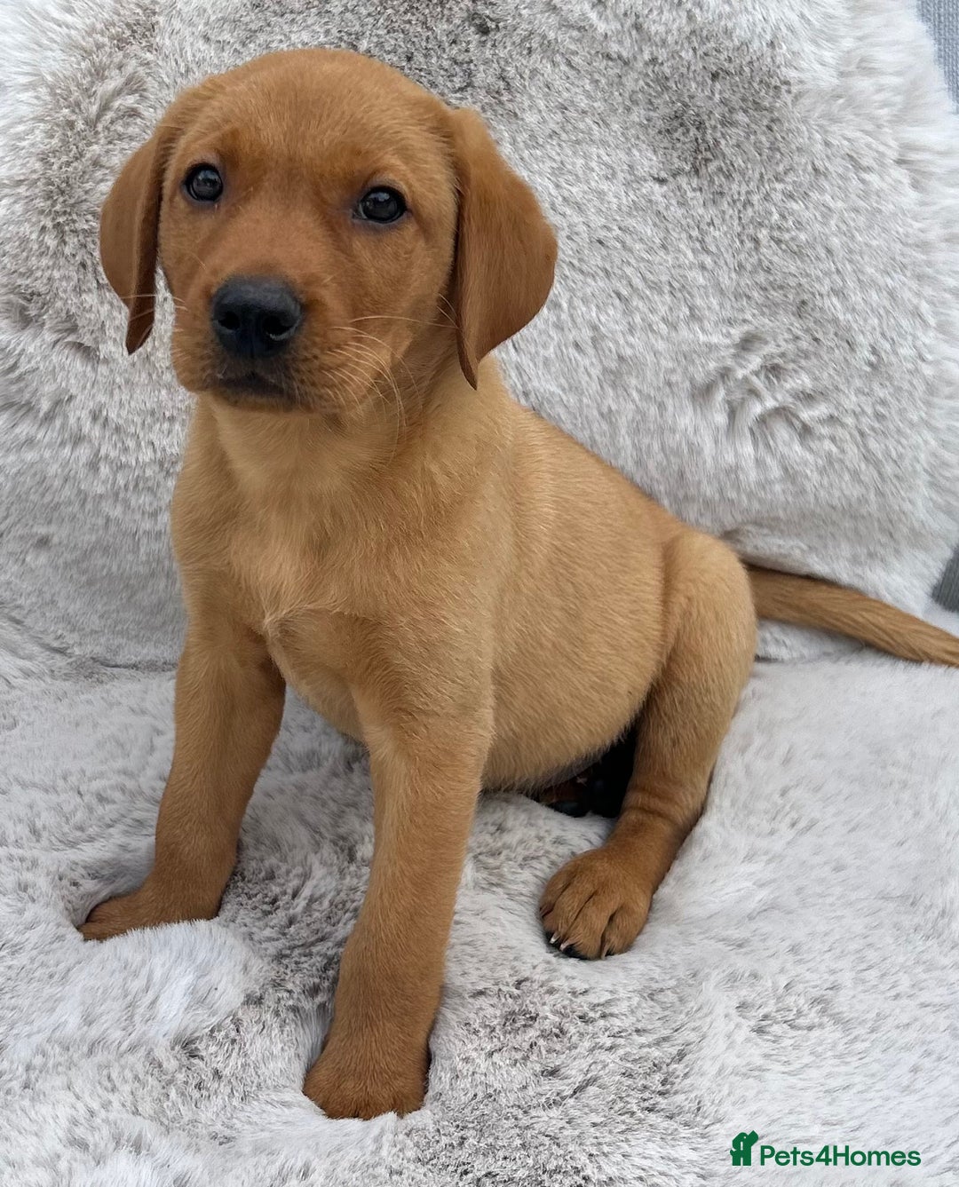 Labrador Retriever dogs for sale: 5* Licensed Stunning KC Labrador Retriever Pups  in Ibstock - Image 5