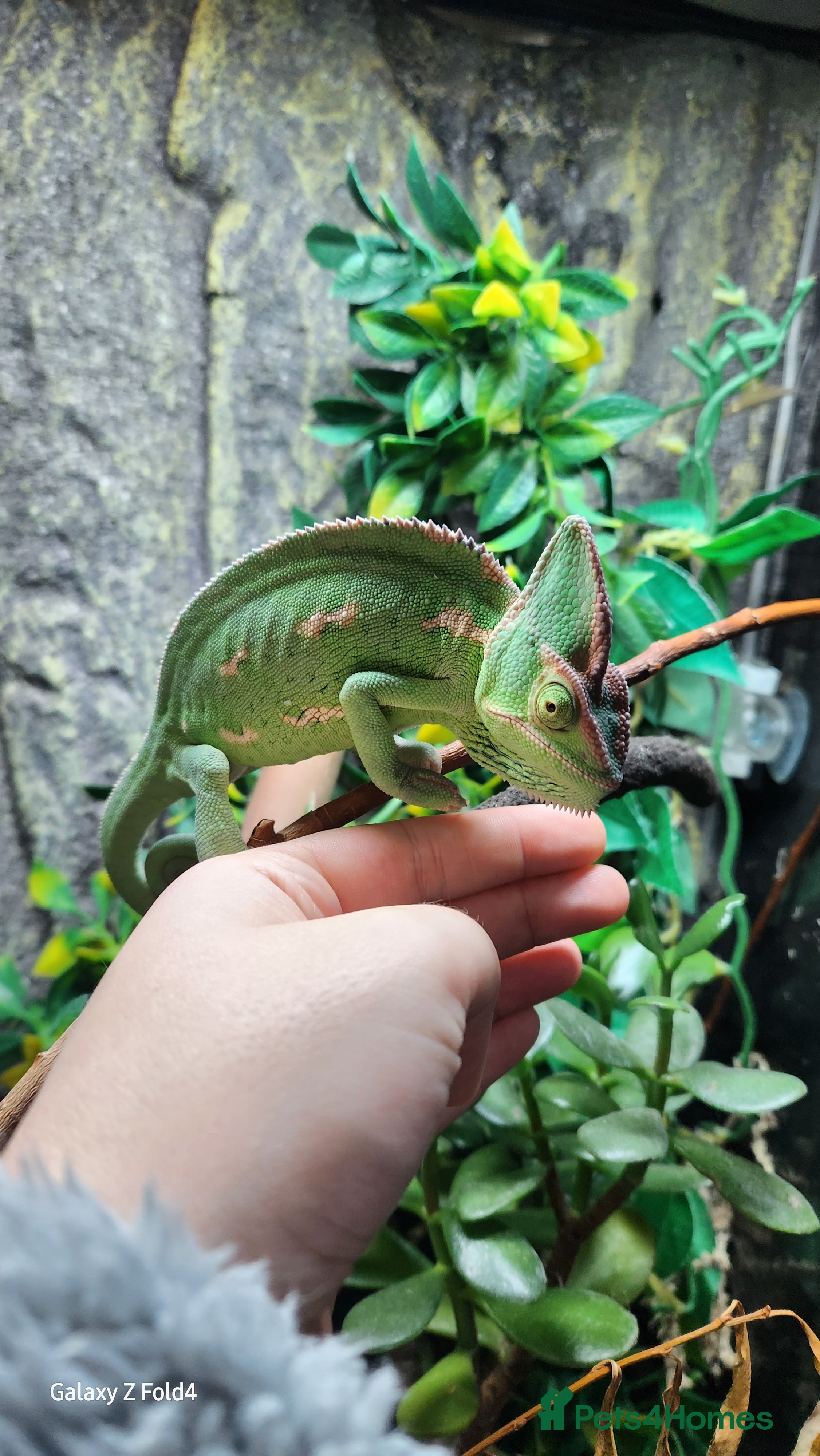 Chameleon reptiles Yemen and full setup - Advert 1