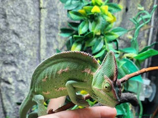 Chameleon reptiles Yemen and full setup - Advert 1