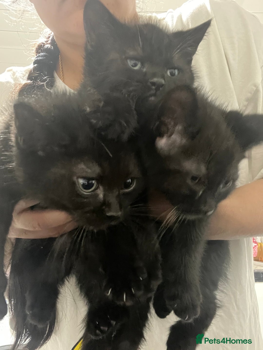 Ragdoll cats for sale: URGENT Ragdoll kittens x1 LAST ONE! 🫶🏽 - Advert 9