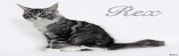 Maine Coon cats for sale: 👑 MajestiPaws: The Heritage Litter 🐾 - Advert 9