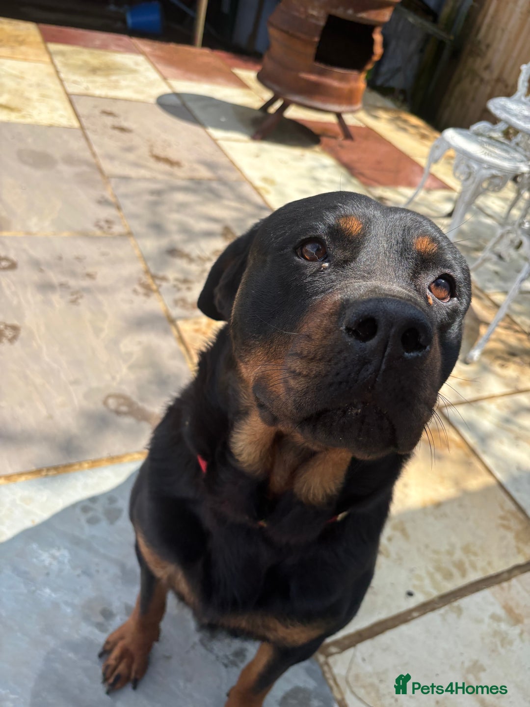Rottweiler dogs for sale: Rottweiler puppies for sale. - Image 12