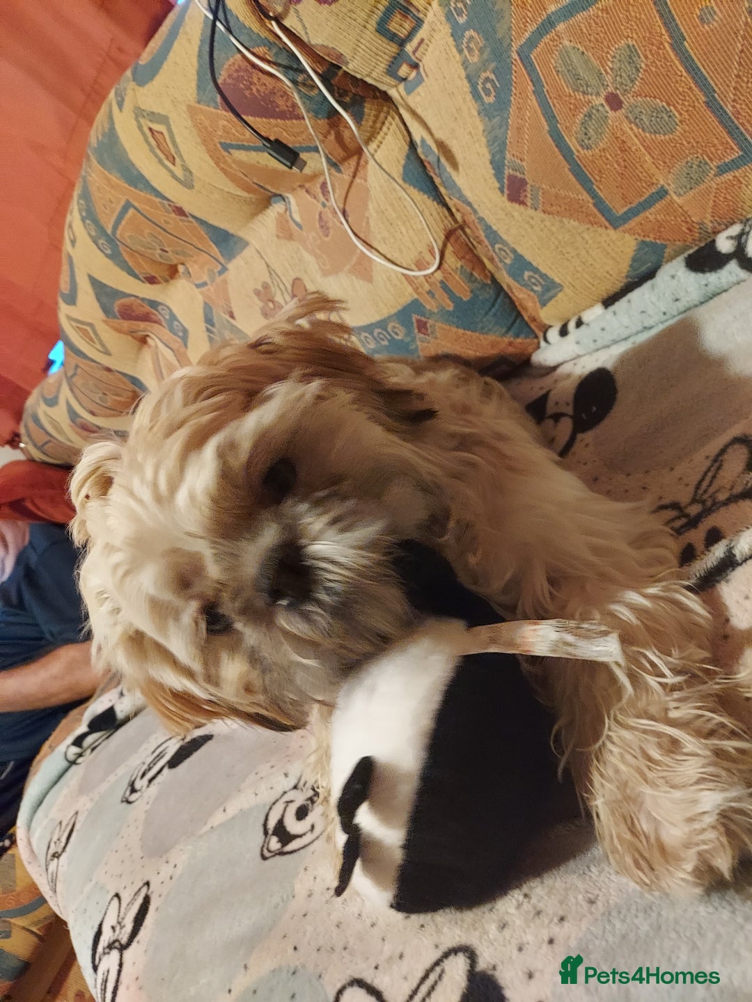 Shih Tzu dogs for sale: Male puppy shih tzu  - Advert 3