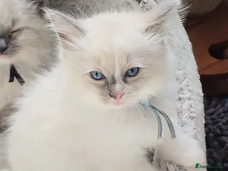 Ragdoll cats Stunning Ragdoll Kittens Ready for Collection! 🐾 - Advert 4