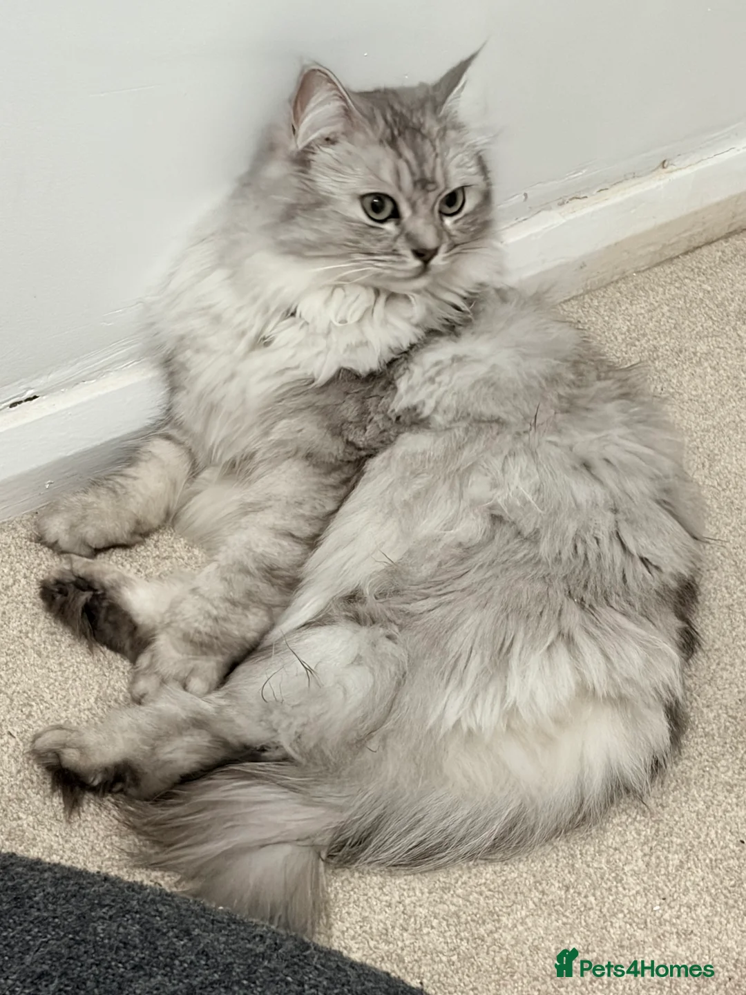 RagaMuffin cats for sale: Elsa - 3 Year Old RagaMuffin in Leeds - Advert 1