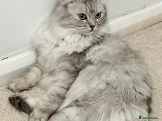 RagaMuffin cats Elsa - 3 Year Old RagaMuffin in Leeds - Advert 1