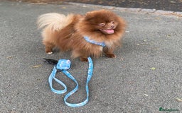 Pomeranian dogs for stud: Chocolate Stud Kc Registered ,Embark tested in Runcorn - Image 11