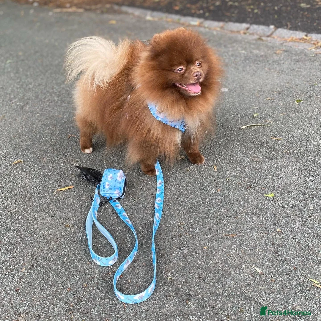 Pomeranian dogs for stud: Chocolate Stud Kc Registered ,Embark tested in Runcorn - Advert 11