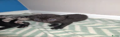 Black Female kitten