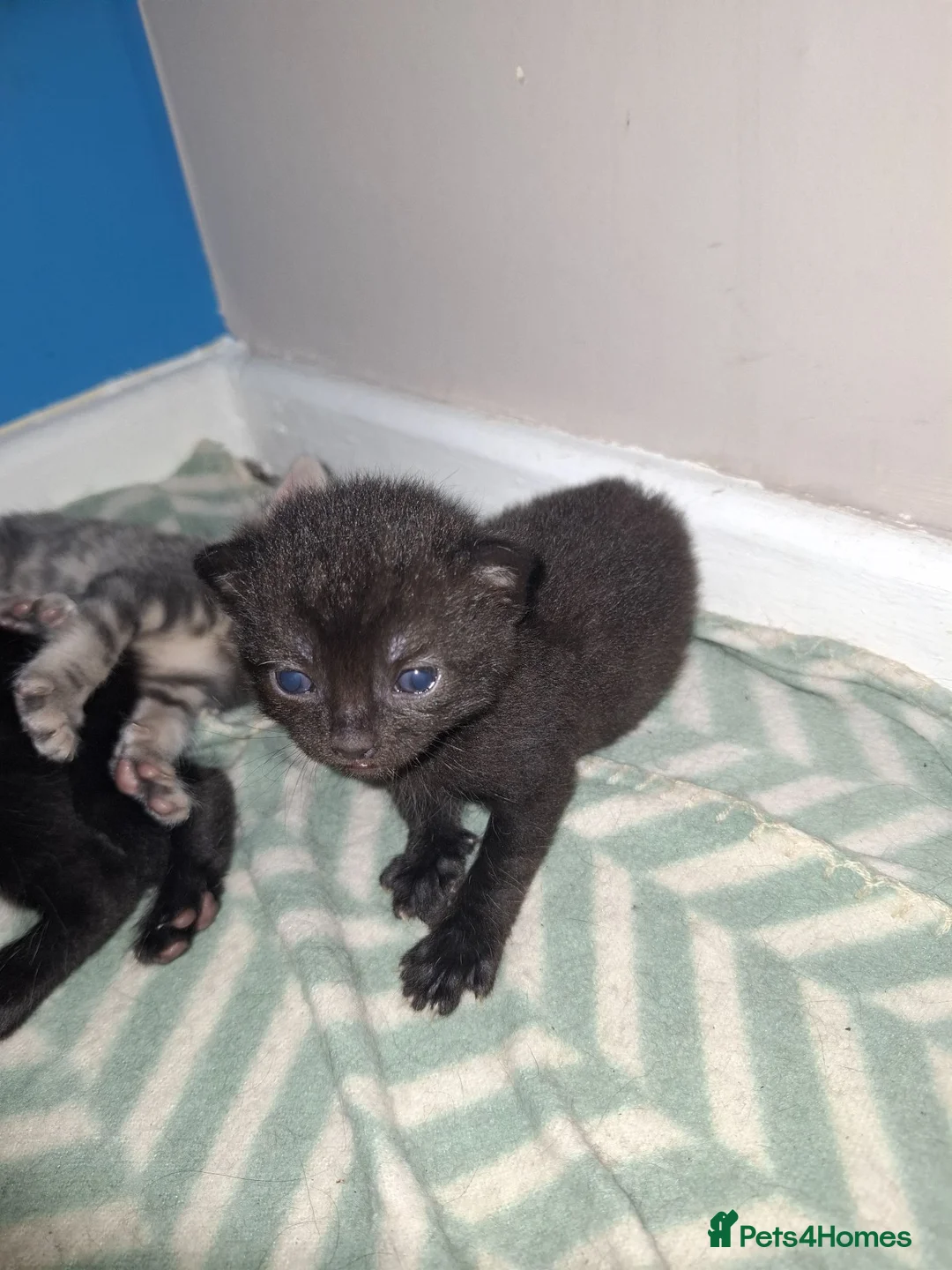 Mixed Breed cats for sale: Beautiful kittens looking for their forever homes - Advert 8
