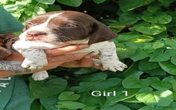 Mixed Breed dogs for sale: New Norfolk Spaniels- Ready Now - Image 14