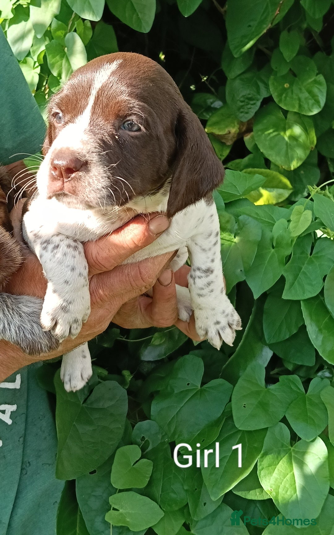 Mixed Breed dogs for sale: New Norfolk Spaniels- Ready Now - Image 14