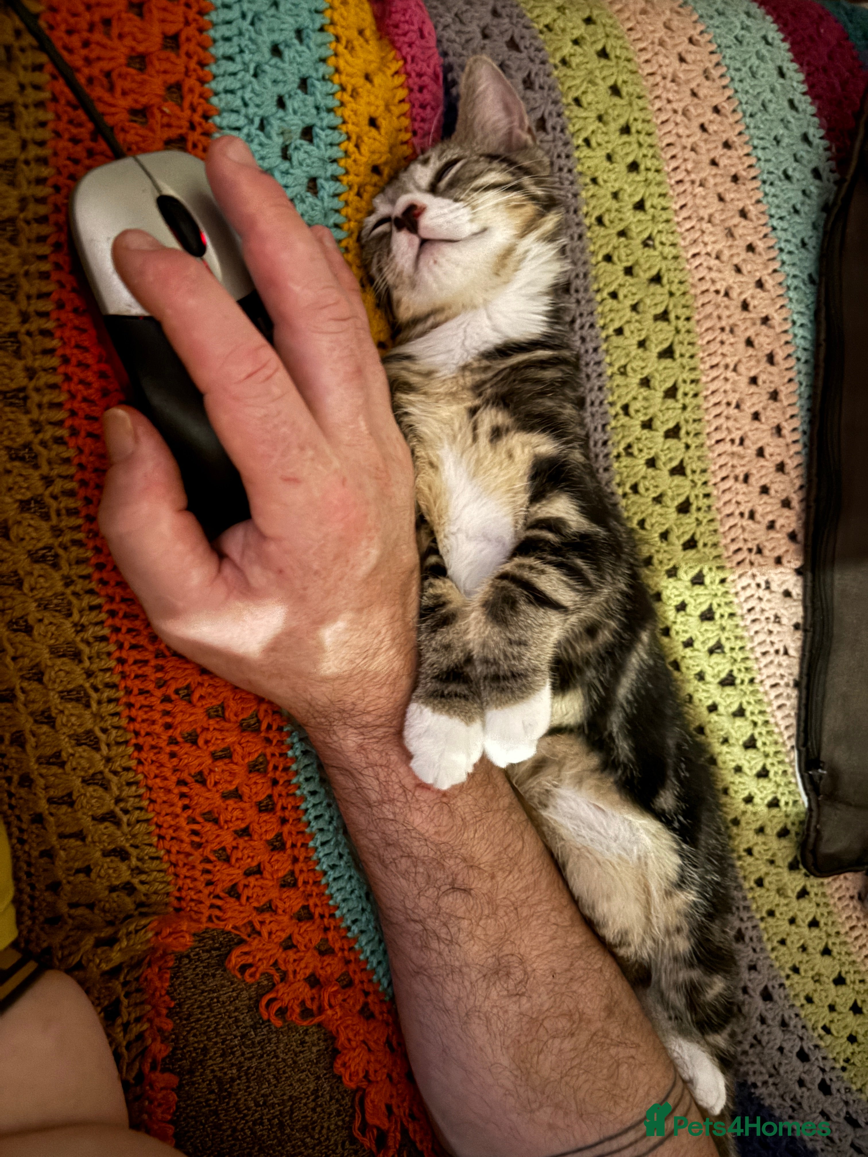Mixed Breed cats Cuddly Tabby Kittens – Home Raised - Advert 2