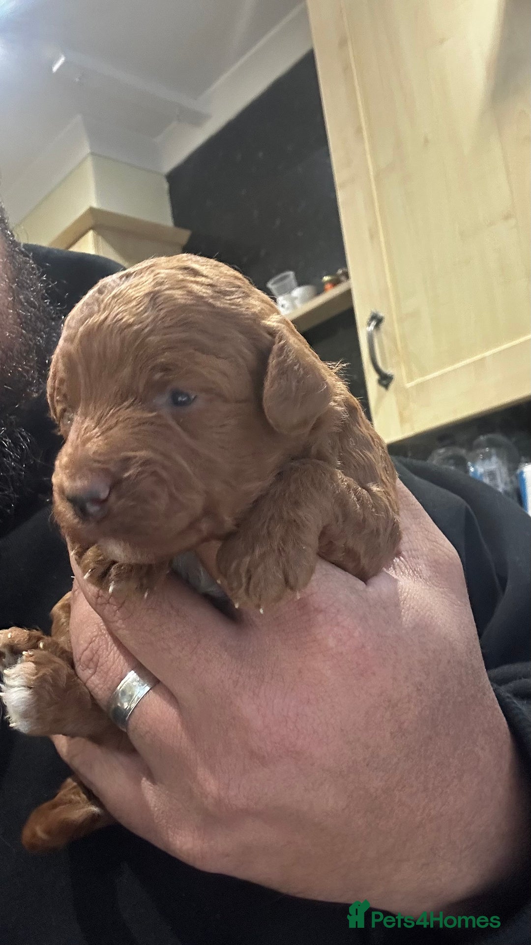 Cockapoo dogs for sale: F1b cockapoo girls for sale.  - Advert 9