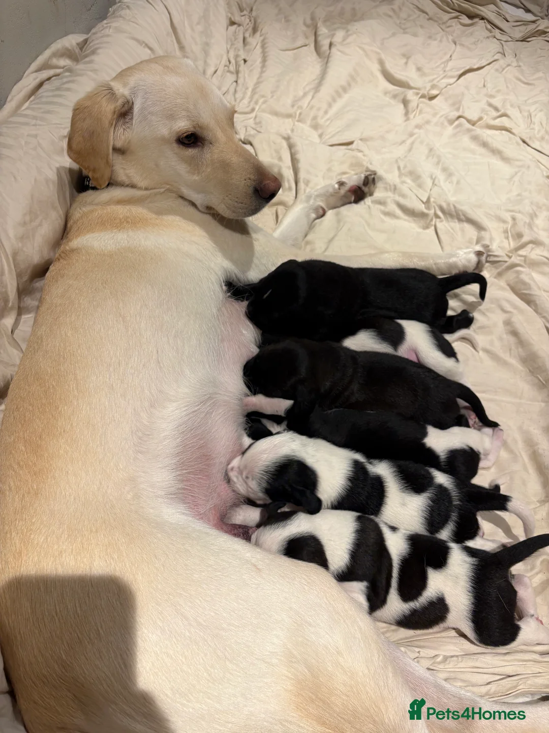 Mixed Breed dogs for sale: Dalmatian x Labrador puppies  - Advert 12