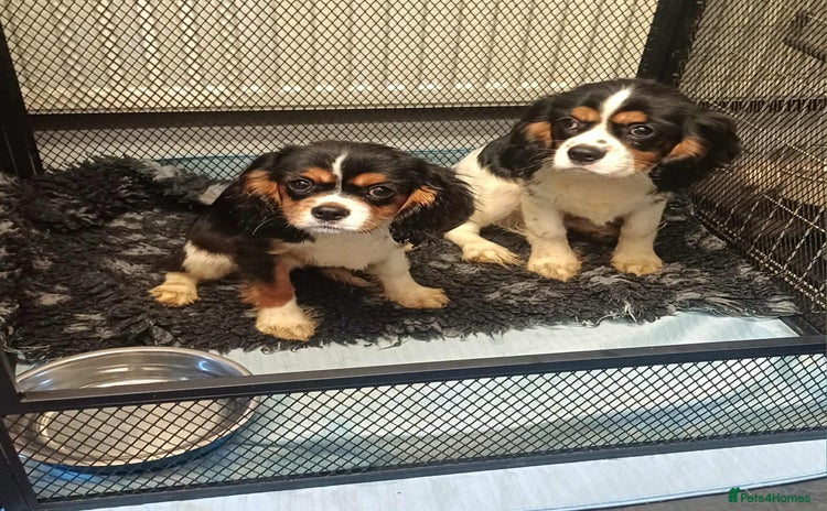Cavalier King Charles Spaniel dogs - Advert 3