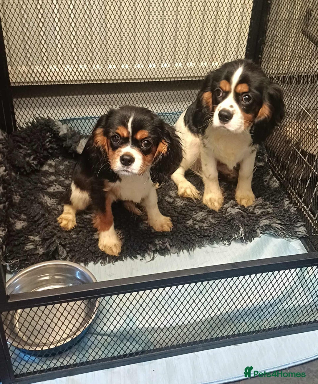 Cavalier King Charles Spaniel dogs for sale: *REDUCED last boy*Beautiful kc reg cavaliers - Advert 4