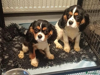 Cavalier King Charles Spaniel dogs - Advert 4