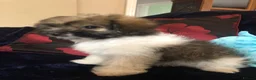 Mixed Breed dogs for sale: shihpoo x maltese puppies for sale - Advert 24