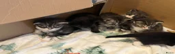 Ragdoll cats for sale: Beautiful Maine Coon × Ragdoll Kittens  - Advert 13