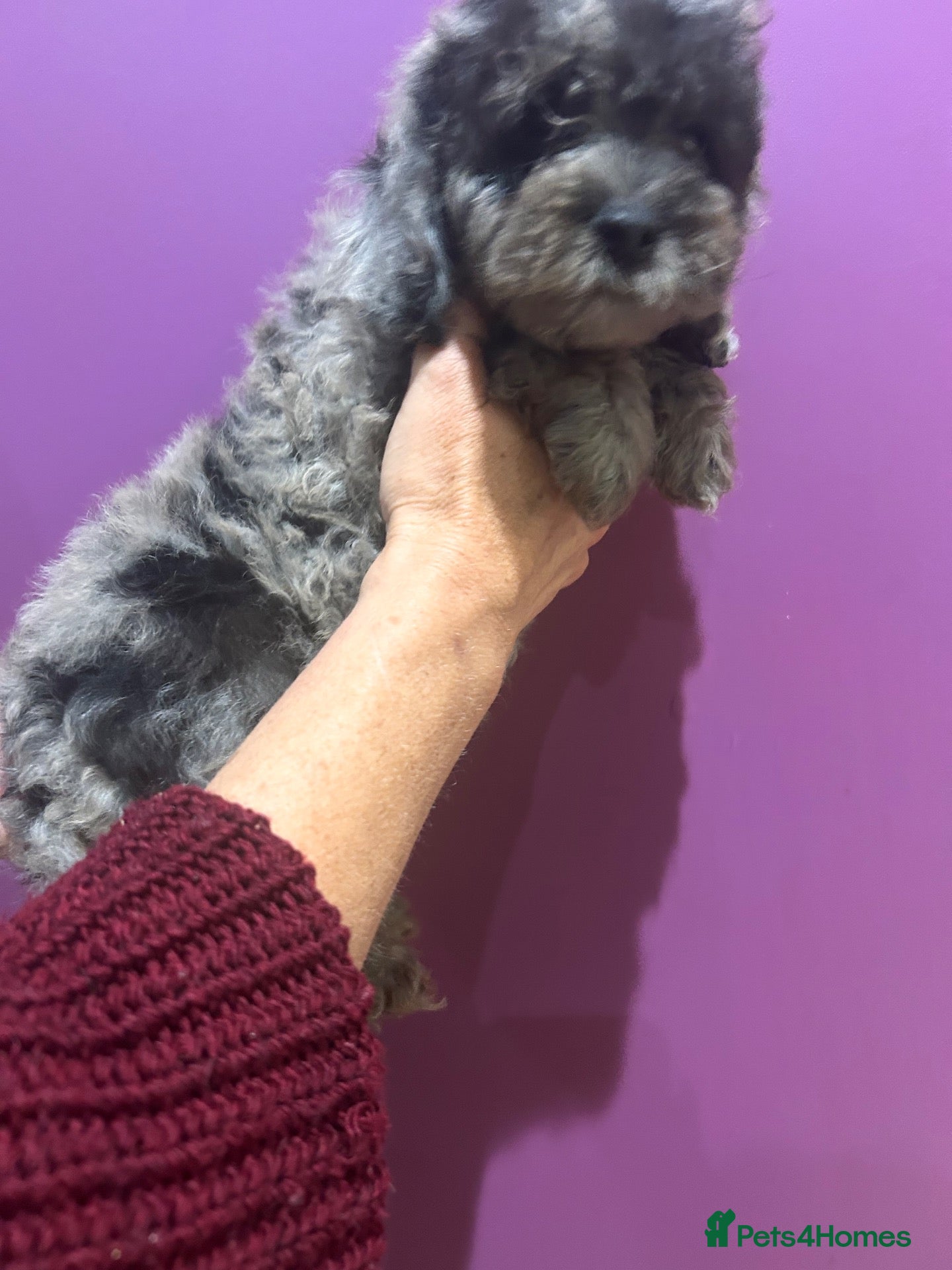 Cockapoo dogs for sale: Ready now - Gorgeous cockapoo pups!! - Advert 1