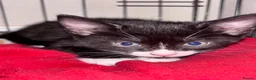 Mixed Breed cats for sale: READY 2 LEAVE NOW 4girls 2boys - Advert 4